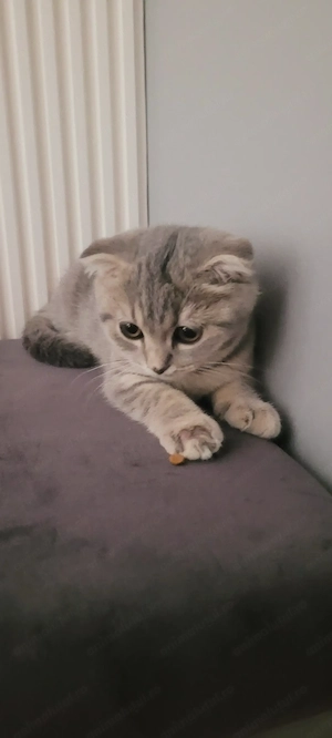 Pui pisica Scottish Fold - imagine 2