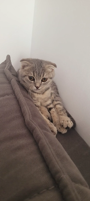 Pui pisica Scottish Fold - imagine 3