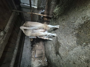 Vand vaca cu vitel