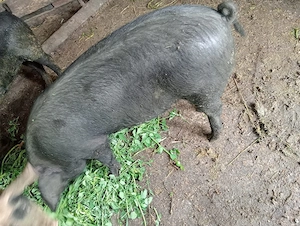 vand mascuri 