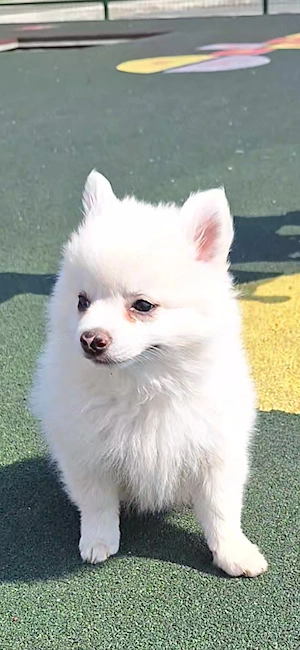 Pomeranieni Spitz