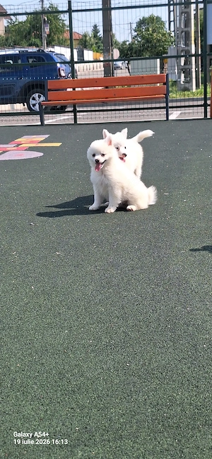 Pomeranieni Spitz - imagine 5