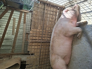 Vand porc de carne,rasa marele Alb - imagine 2
