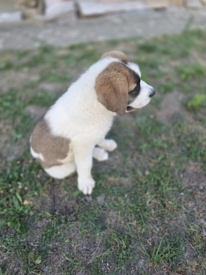 Saint Bernard femelă - imagine 2