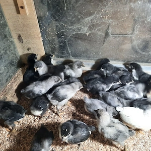 Familii de Australorp de vânzare  - imagine 4