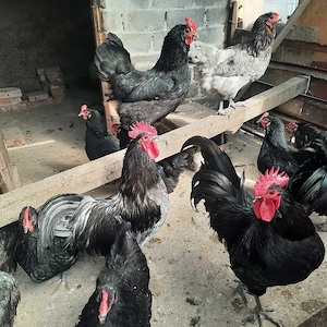 Familii de Australorp de vânzare 