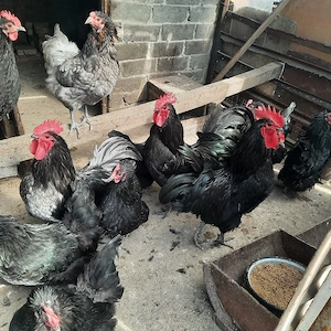 Familii de Australorp de vânzare  - imagine 5