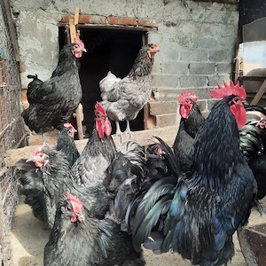 Familii de Australorp de vânzare  - imagine 3