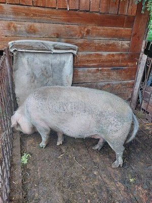 Porc Scroafa de Vanzare  - imagine 3