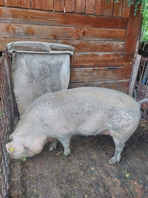 Porc Scroafa de Vanzare  - imagine 5