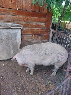 Porc Scroafa de Vanzare 