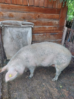 Porc Scroafa de Vanzare  - imagine 4