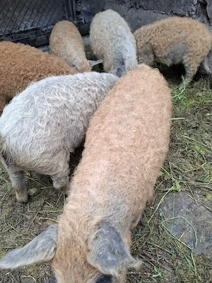 Vand porci  rasa mangalita 