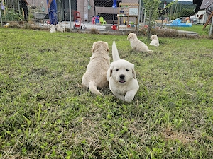 Pui Golden Retriever  - imagine 2