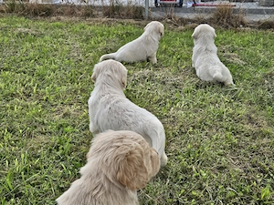 Pui Golden Retriever  - imagine 4