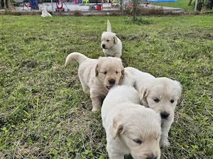 Golden Retriever 