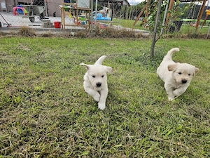 Pui Golden Retriever  - imagine 5