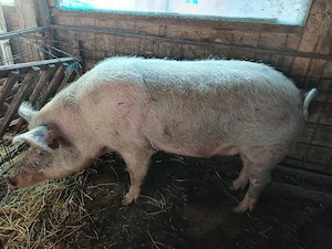 Vind porc castrat la 250 kg preț 10 lei kg. - imagine 1