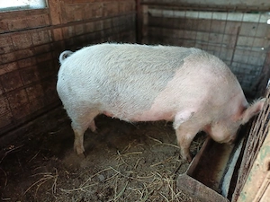 Vind porc castrat la 250 kg preț 10 lei kg.