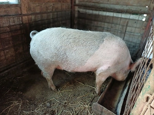 Vind porc castrat la 250 kg preț 10 lei kg. - imagine 3