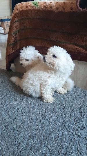 bichon frise fetiță  - imagine 2