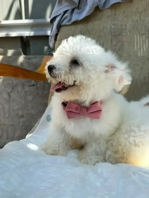 bichon frise femelă - imagine 5