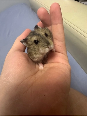 hamsteri siberieni pitici - imagine 2