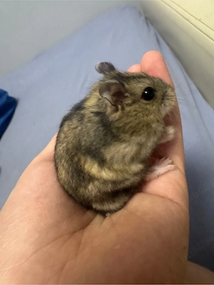 hamsteri siberieni pitici - imagine 3