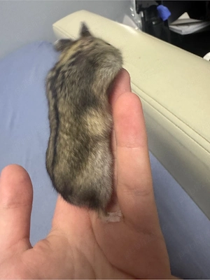 hamsteri siberieni pitici - imagine 4