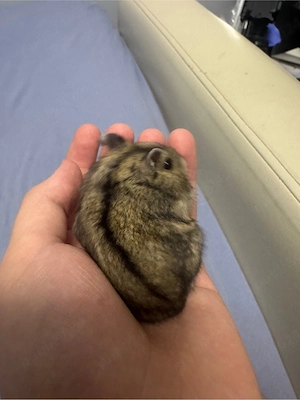 hamsteri siberieni pitici - imagine 5