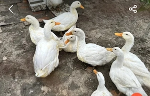 Rațe Pekin între 2kg si 4kg tăiate la cerere!