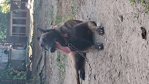 Femla ciobanesc malinois cu pedegree