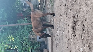 Femla ciobanesc malinois cu pedegree - imagine 3