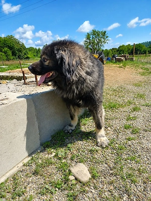 Vând Ciobănesc Caucaz 