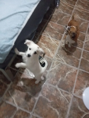 Bichon cu pichinez imperial 