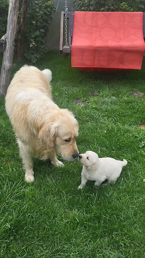 golden retriever 