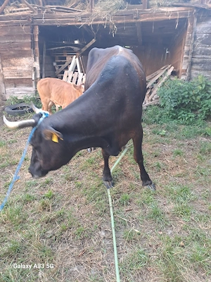 Vaca de vanzare în comuna Vaideeni, județul Valcea - imagine 3