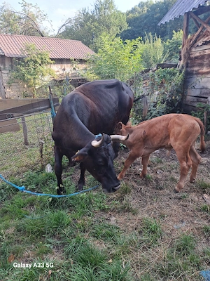 Vaca de vanzare în comuna Vaideeni, județul Valcea - imagine 2