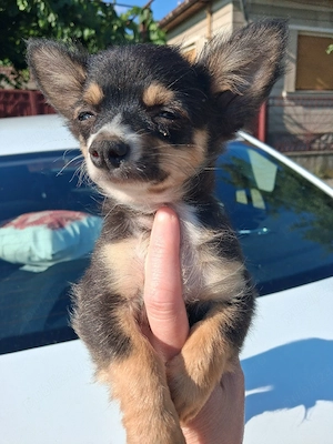 băiețel chihuahua  - imagine 4