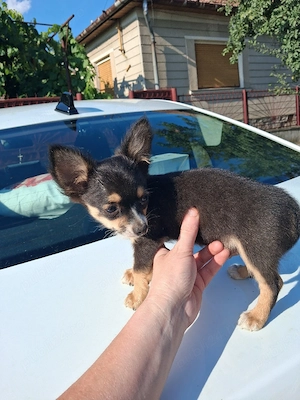 băiețel chihuahua 