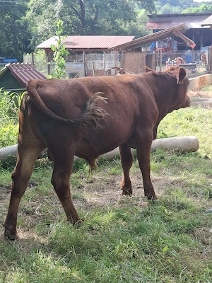 Vând 2 tăurași