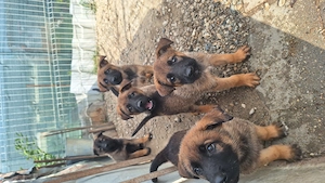Oferta ciobanesc malinois - imagine 2