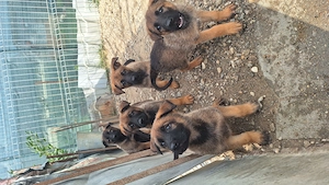 Oferta ciobanesc malinois