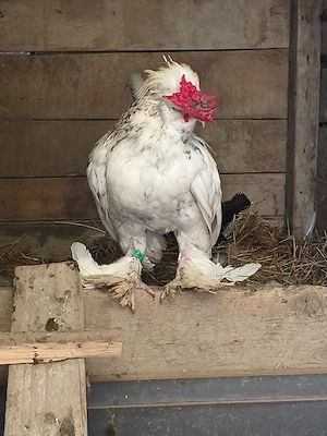 cocoșel struma bantam  - imagine 2