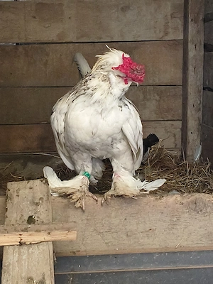 cocoșel struma bantam  - imagine 3
