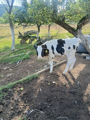 vitea holstein friz