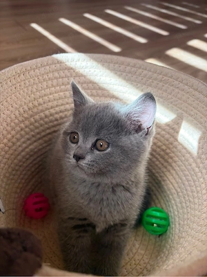 Fetita british shorthair
