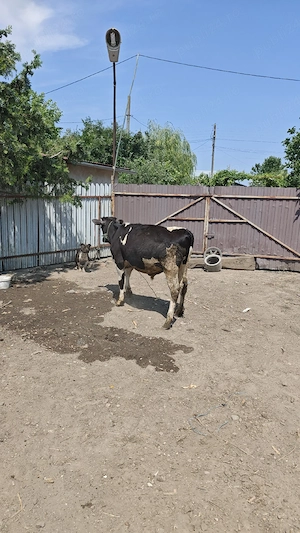 vițel 6 luni