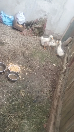 Vând rațe românești