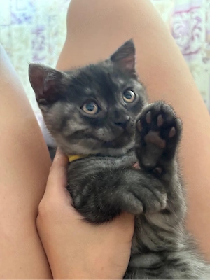 Pisica British Shorthair